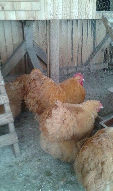 received_550324695330425 - Orpington galben