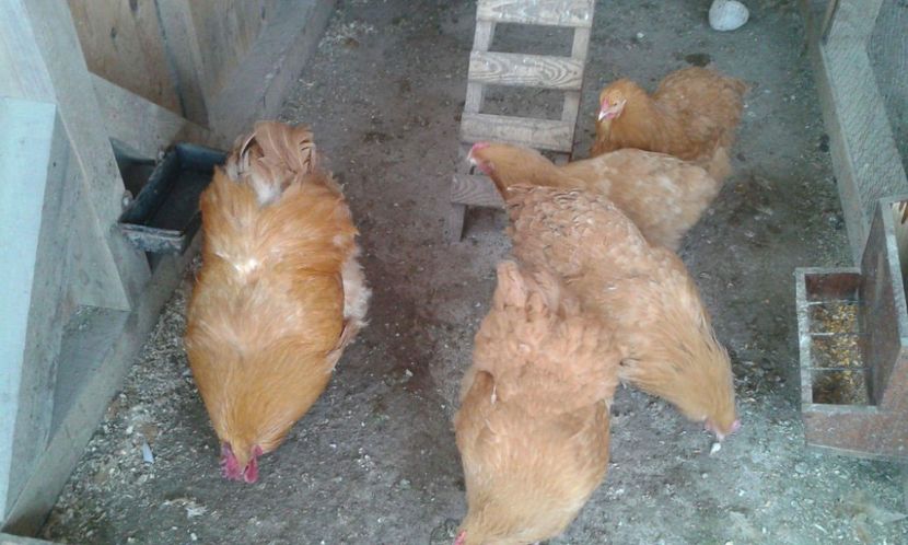 received_550322855330609 - Orpington galben