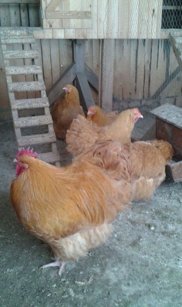 received_550322841997277 - Orpington galben