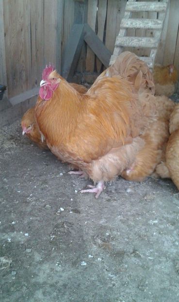 received_550322845330610 - Orpington galben