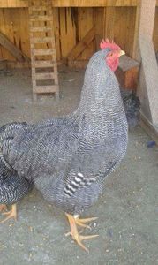 received_1633504720075373 - Playmuth rock barat 2019