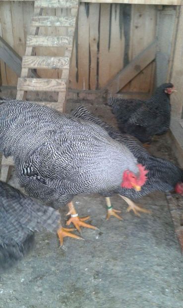 received_550324578663770 - Playmuth rock barat 2019