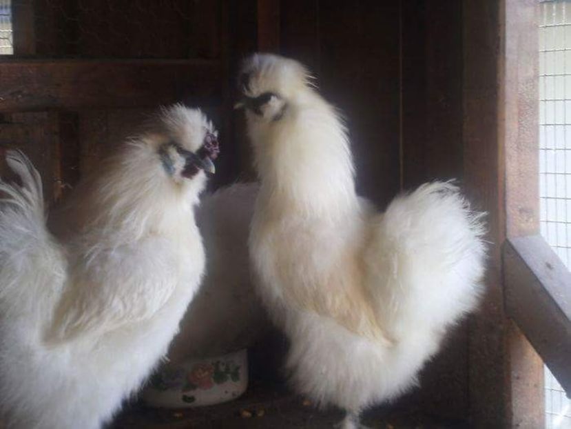 received_1633504710075374 - Matase japoneza alba