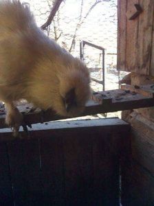 received_1633504700075375 - Matase japoneza alba