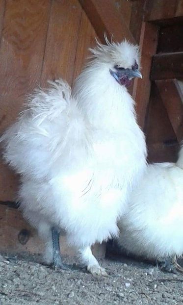 received_550324728663755 - Matase japoneza alba