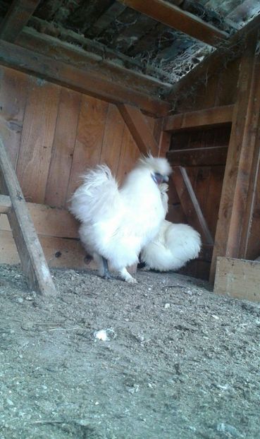 received_550322908663937 - Matase japoneza alba