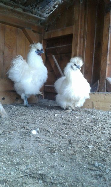 received_550322838663944 - Matase japoneza alba