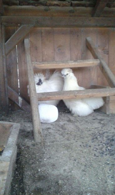 received_550322775330617 - Matase japoneza alba