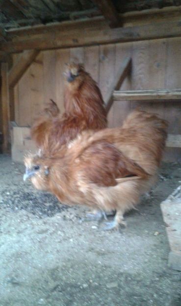 received_550324571997104 - Matase japoneza rosie