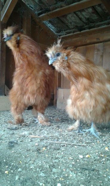 received_550322878663940 - Matase japoneza rosie