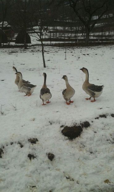 received_550324641997097 - Gaste africane