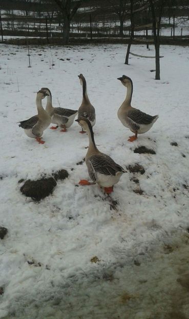 received_550324621997099 - Gaste africane