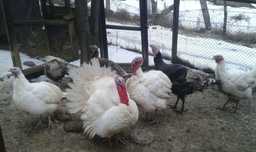 received_550324715330423 - Curci