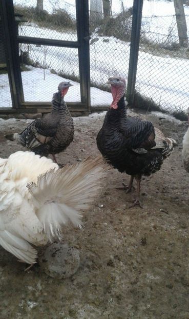 received_550324711997090 - Curci