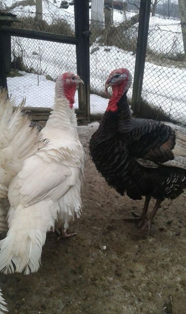 received_550324601997101 - Curci