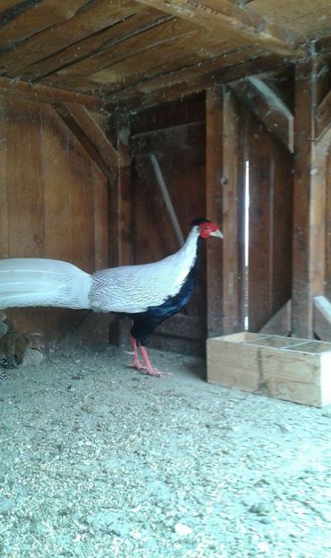 received_550322905330604 - Fazan argintiu