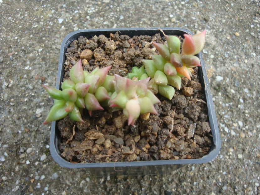 Anacampseros filamentosa (Haw.) Sims 1811. - Genul Anacampseros