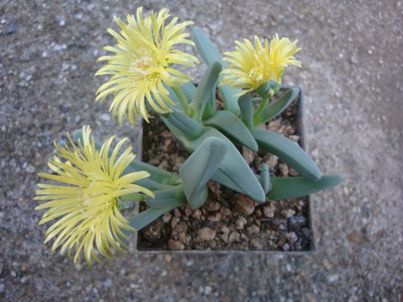 Cheiridopsis namaquensis (Sond.) H.E.K.Hartmann 2001. - Genul Cheiridopsis