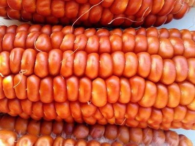 seminte-porumb-orange - Comanda seminte legume - 2018