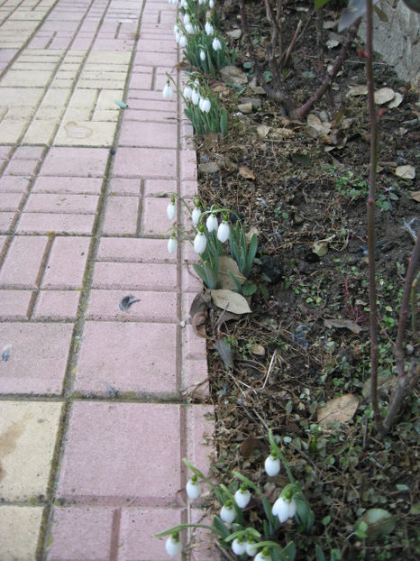 din SIMFONIA FLORILOR. - Flori de gradina 2015-2018