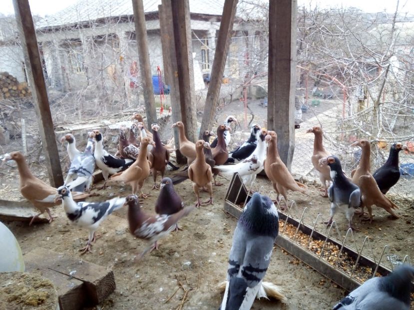  - Carierei la gramada pentru 2018