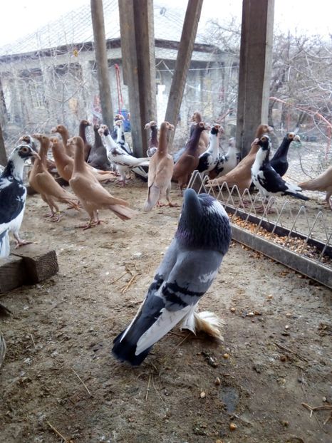  - Carierei la gramada pentru 2018