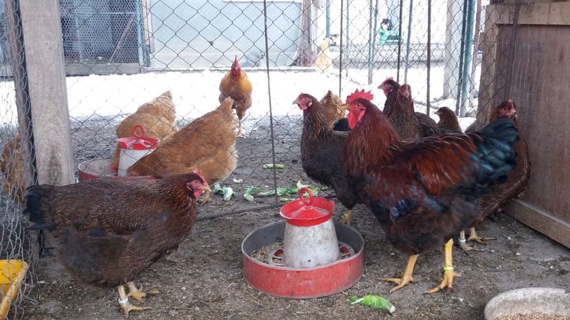  - 2 Plymouth partridge 2012-2022 arhiva