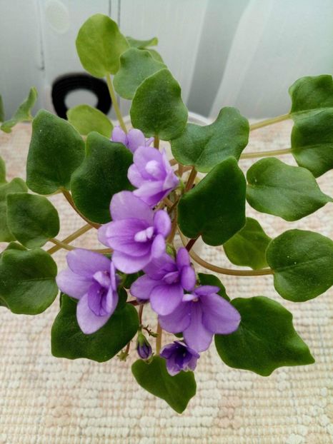 10 feb - Rob s Humpty Doo Sport