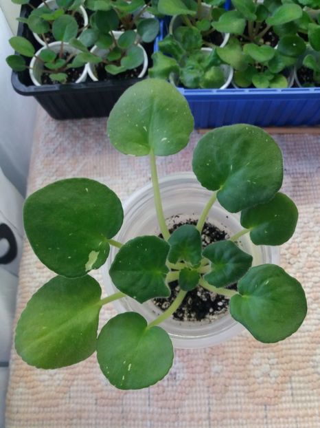 10 feb  pui - Amadeus