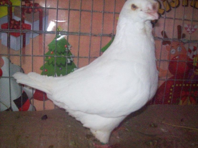 MAS - --------- MATCA AGH PERECHI 2018 -------