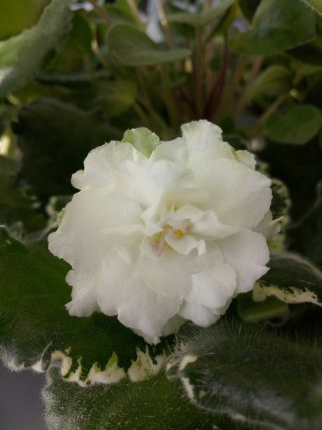 Cool Mint - A Violete Africane