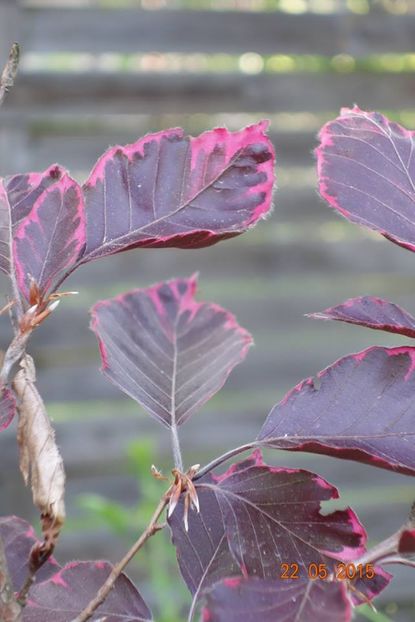 Fagus sylvatica tricolor - b Comenzi plante copaci 2018 2019