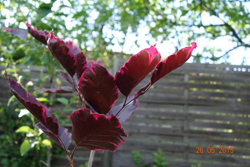 Fagus sylvatica tricolor2 - b Comenzi plante copaci 2018 2019