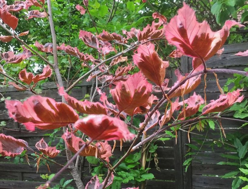 Fagus sylvatica tricolor(poze Corina S) - b Comenzi plante copaci 2018 2019