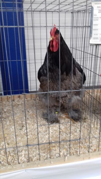  - EXPOZITIA PAJUARA OTOPENI FEBRUARIE 2018