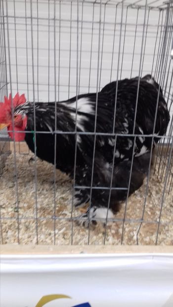  - EXPOZITIA PAJUARA OTOPENI FEBRUARIE 2018