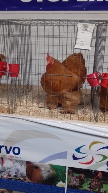  - EXPOZITIA PAJUARA OTOPENI FEBRUARIE 2018