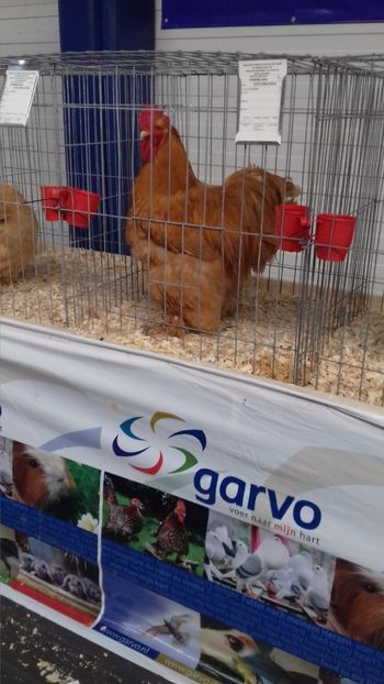  - EXPOZITIA PAJUARA OTOPENI FEBRUARIE 2018