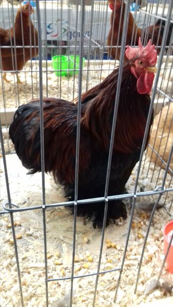  - EXPOZITIA PAJUARA OTOPENI FEBRUARIE 2018