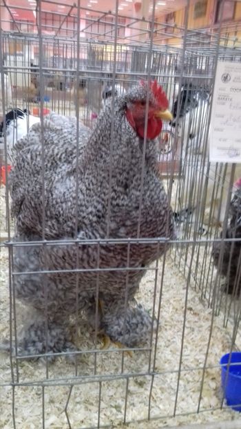  - EXPOZITIA PAJUARA OTOPENI FEBRUARIE 2018