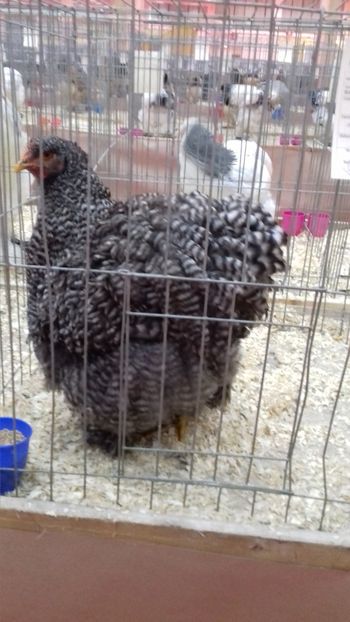  - EXPOZITIA PAJUARA OTOPENI FEBRUARIE 2018