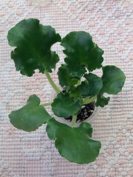 10 feb - ZZ LE Zelenyi Atoll