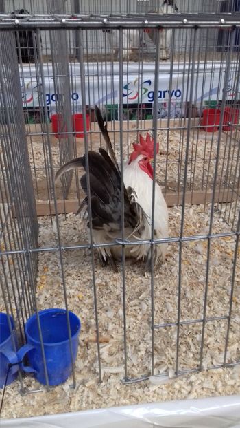  - EXPOZITIA PAJUARA OTOPENI FEBRUARIE 2018