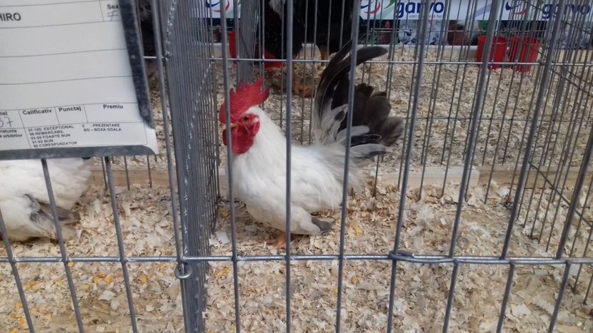  - EXPOZITIA PAJUARA OTOPENI FEBRUARIE 2018