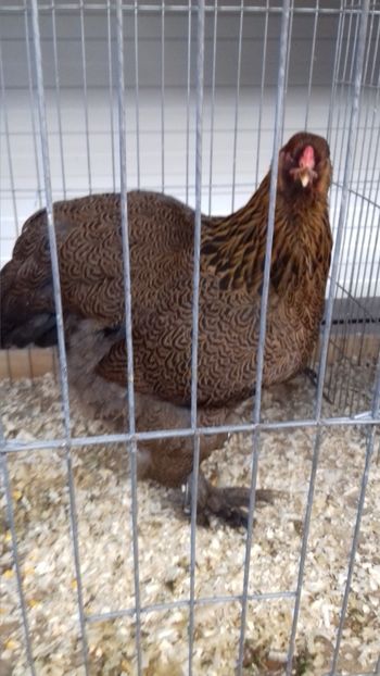  - EXPOZITIA PAJUARA OTOPENI FEBRUARIE 2018