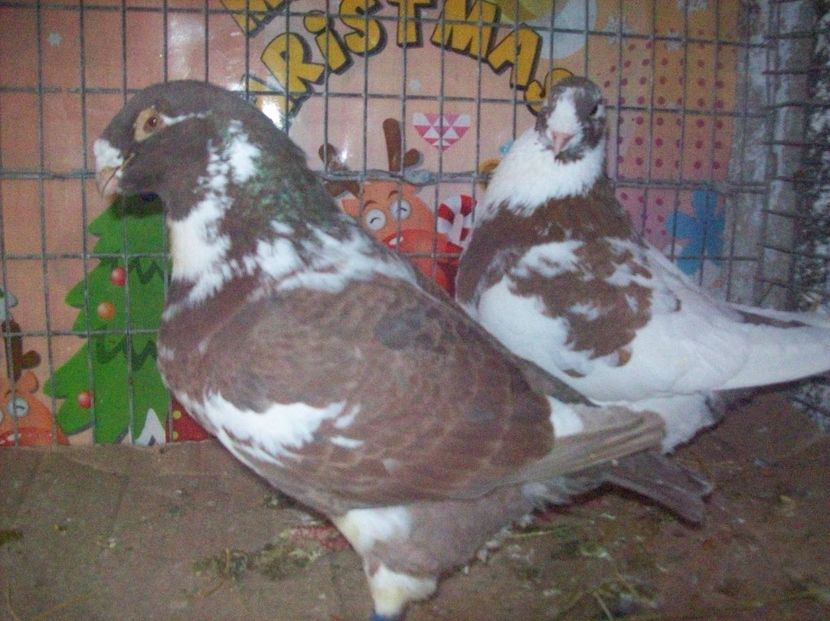 PER  NR   2 - --------- MATCA AGH PERECHI 2018 -------