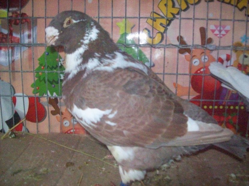 FEM - --------- MATCA AGH PERECHI 2018 -------