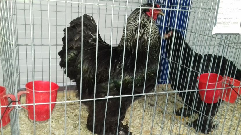  - EXPOZITIA PAJUARA OTOPENI FEBRUARIE 2018