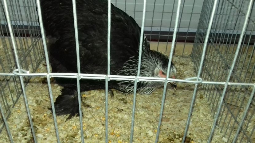  - EXPOZITIA PAJUARA OTOPENI FEBRUARIE 2018