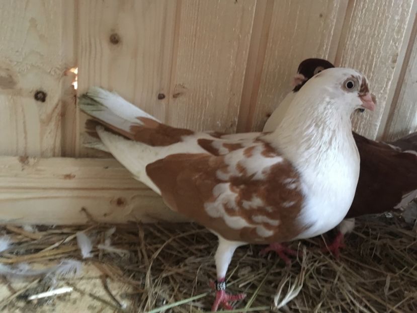 16B96453-3B07-4DE1-B90F-CD21D220AE47 - Jucatori care mi au apartinut